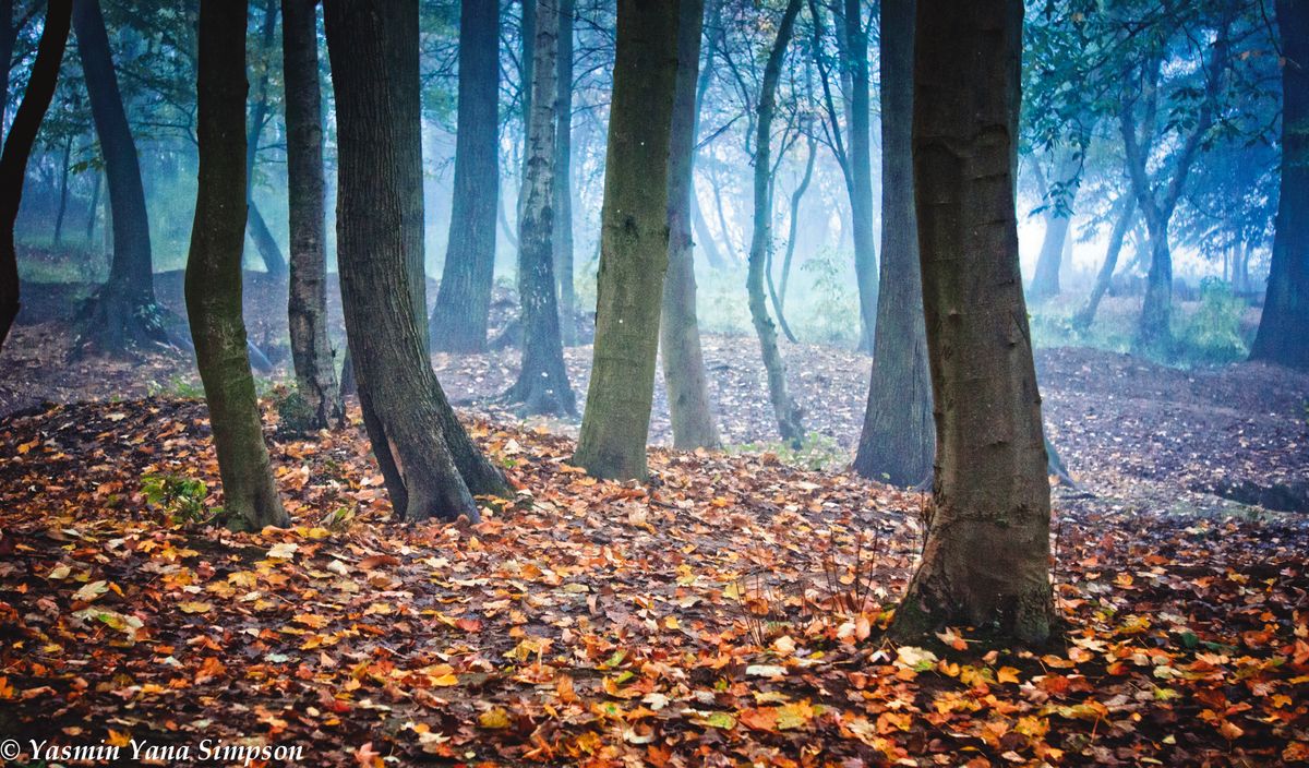 Forgotten Trenches of WW1